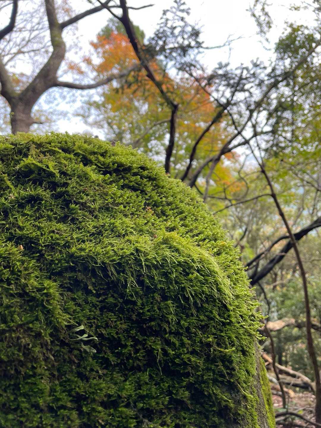 苔苔の岩からの紅葉🍁