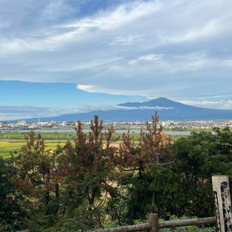 山居倉庫が見えます。
枯れた木伐採したらもっとスッキリ見えるのだけどなぁ