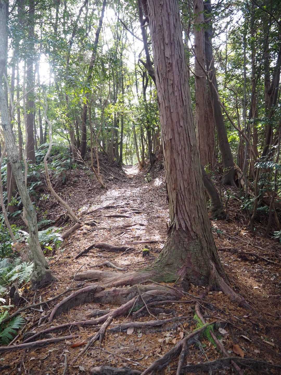 登りも緩やか