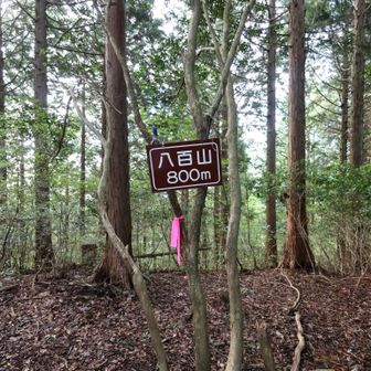 八百山（800m）
