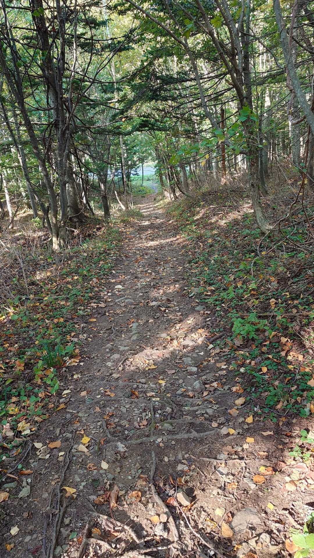 第1鉄塔からの登山道。
超1級国道だ（北電さんありがとう）