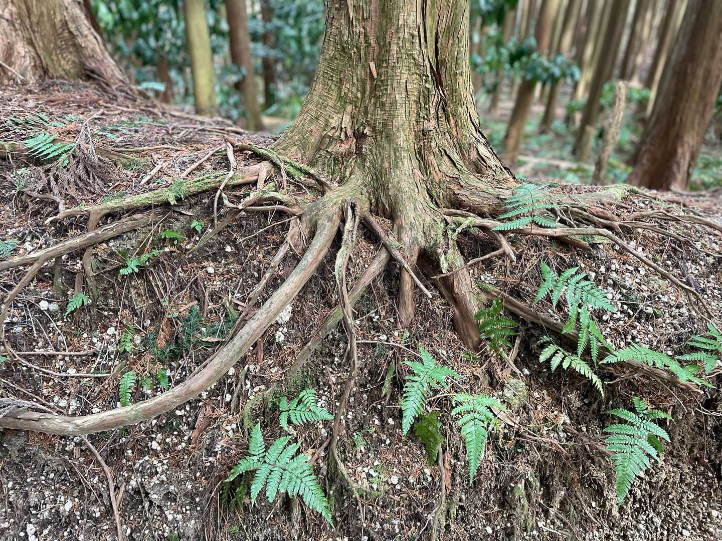 
これまた、
バランスのいい根っこの広がりに
シダが生えてて・・🌿

いい感じ。🤭

