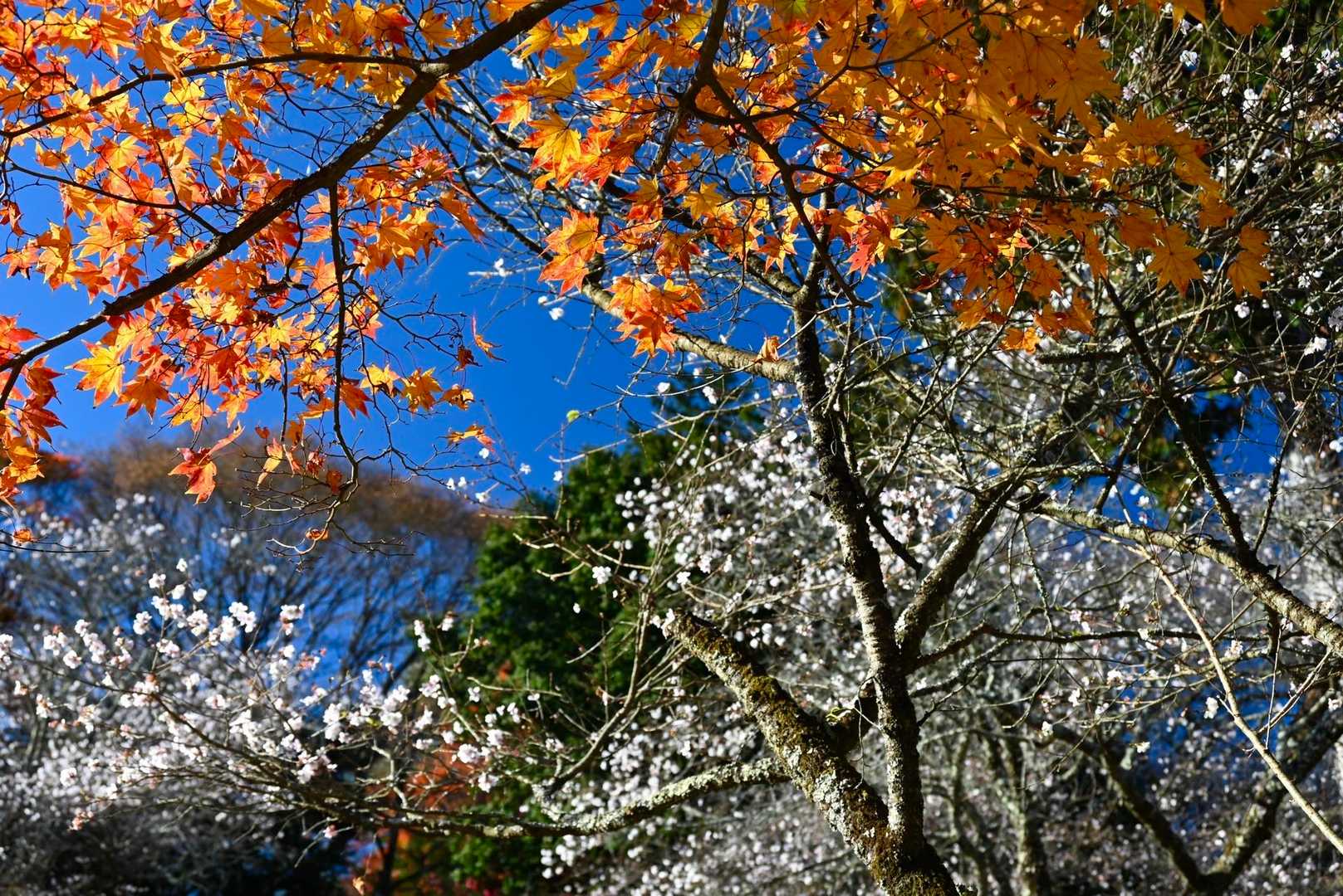 見上げると美しい紅葉と冬桜

春に咲く桜も綺麗なんでしょうね

「桜色に染まる春」