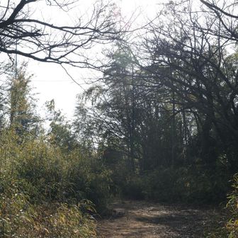 歩きやすい道が続く