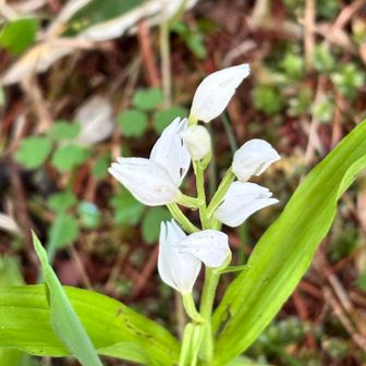 はじめまして✨

ギンラン🤍
希少なお花✨