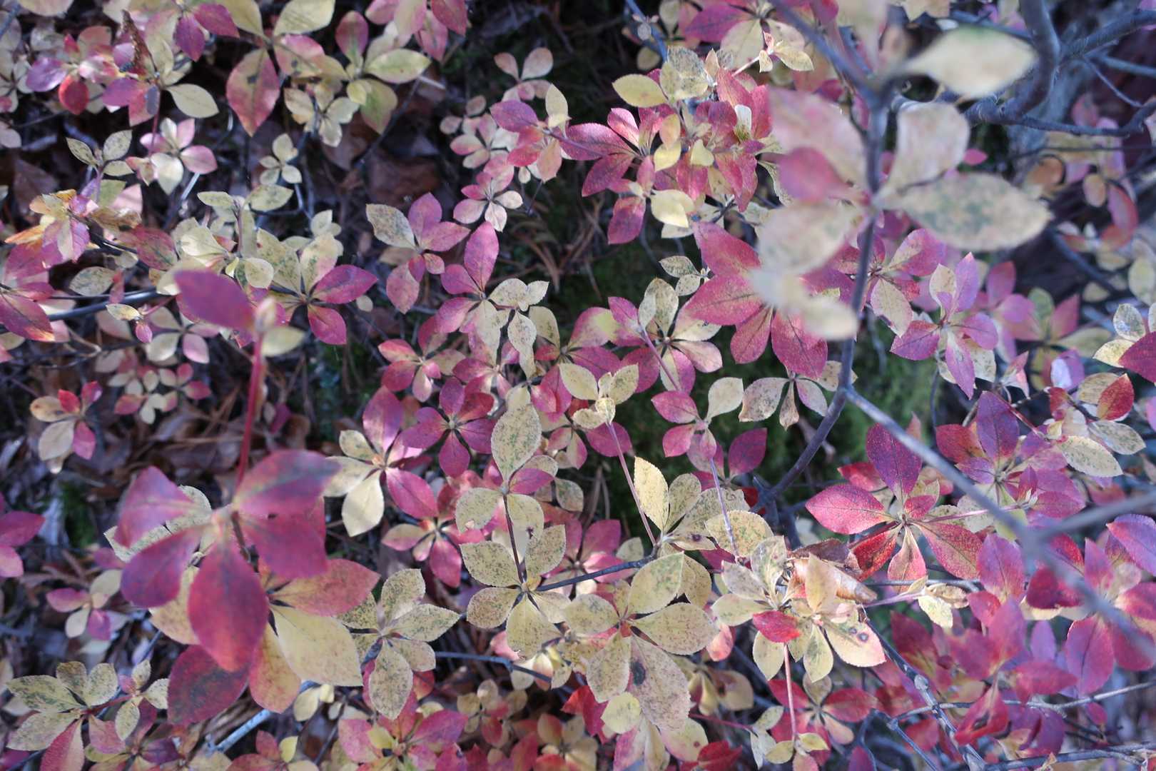 ツツジの葉の紅葉かな