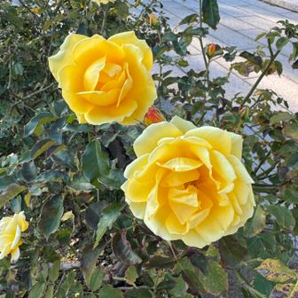 綺麗やな　アイコさんや　マサコさんがいてはった　サチコさんおらんかな？🤭