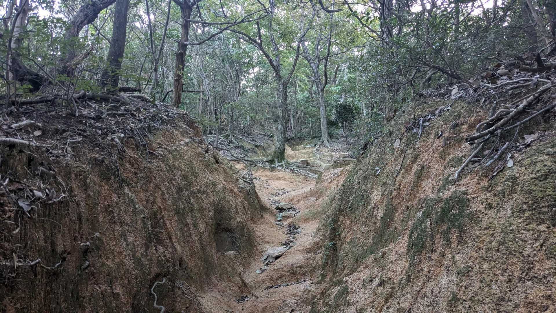 奇麗な登山道。
涼しいし、虫もいないし、クモの巣もない。
最高ですね。