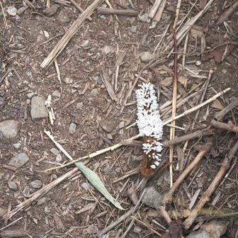 でっかい毛虫の背中に卵かな？
