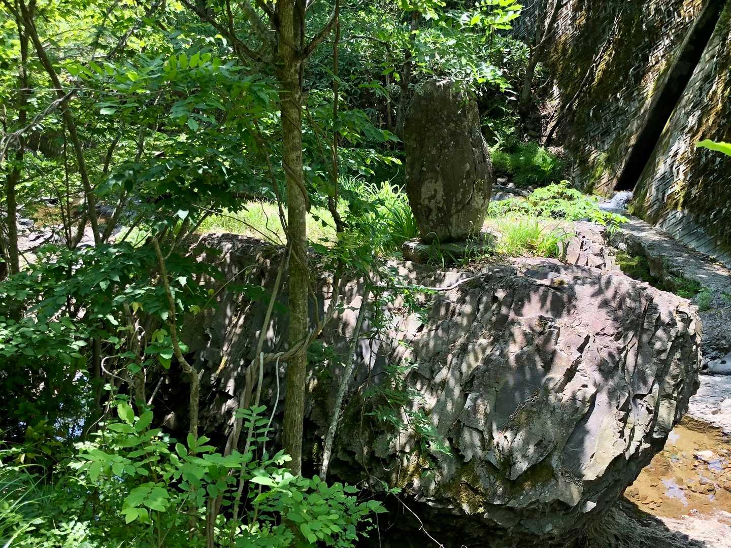 富神山 往復コースの写真