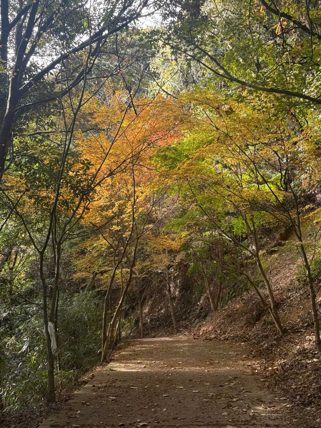まだ紅葉🍁を楽しめました😁