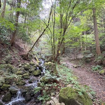 林道を景信山の分岐まで戻ってから、景信山を目指した