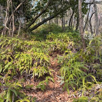 まあまあ急ですが、道はちゃんとあり。