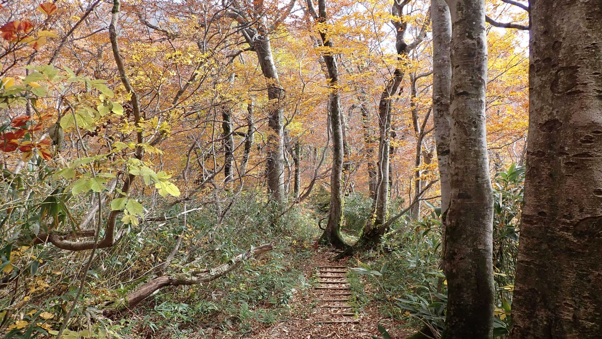紅葉のトンネル