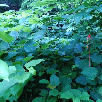 ここが登山道？
藪漕ぎを覚悟しましたが、大したことはありませんでした。
