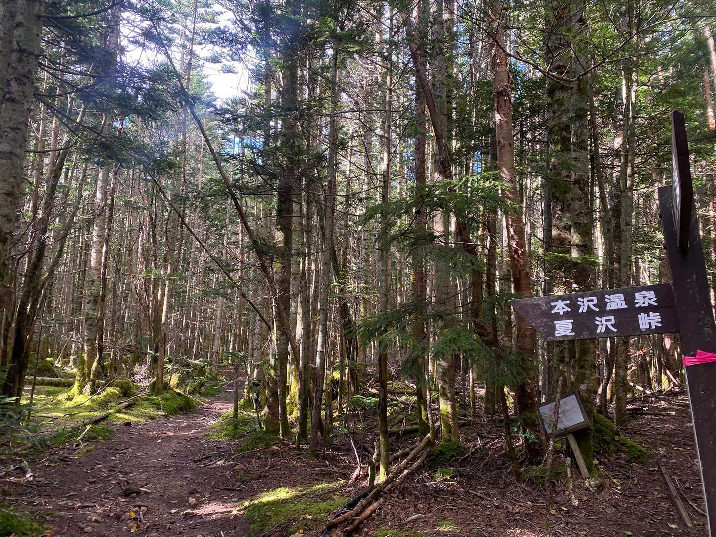 ここからは緩やかな登り