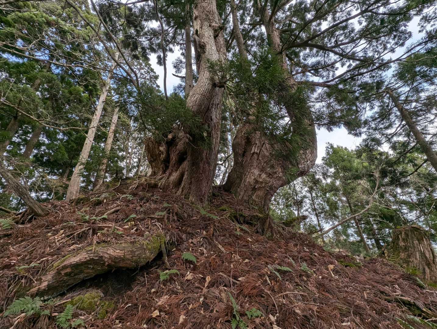 岩谷峠に向かう登山道には年月を感じさせる古木がたくさん有りました🌳