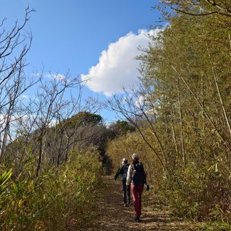 竹林を抜けると