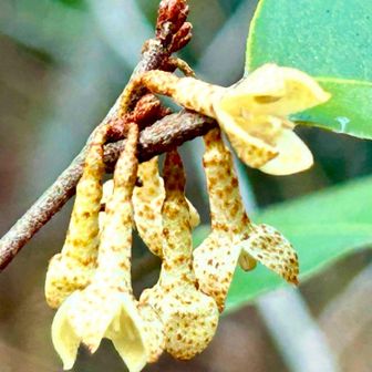 ツルグミ（蔓茱萸).
       グミ科グミ属

　花序は葉腋につき、花は黄白色で下向きに咲くきます。萼筒は長さ約15 mmで細く漏斗形で鈍い4稜をもちます。開花期は12–2月。