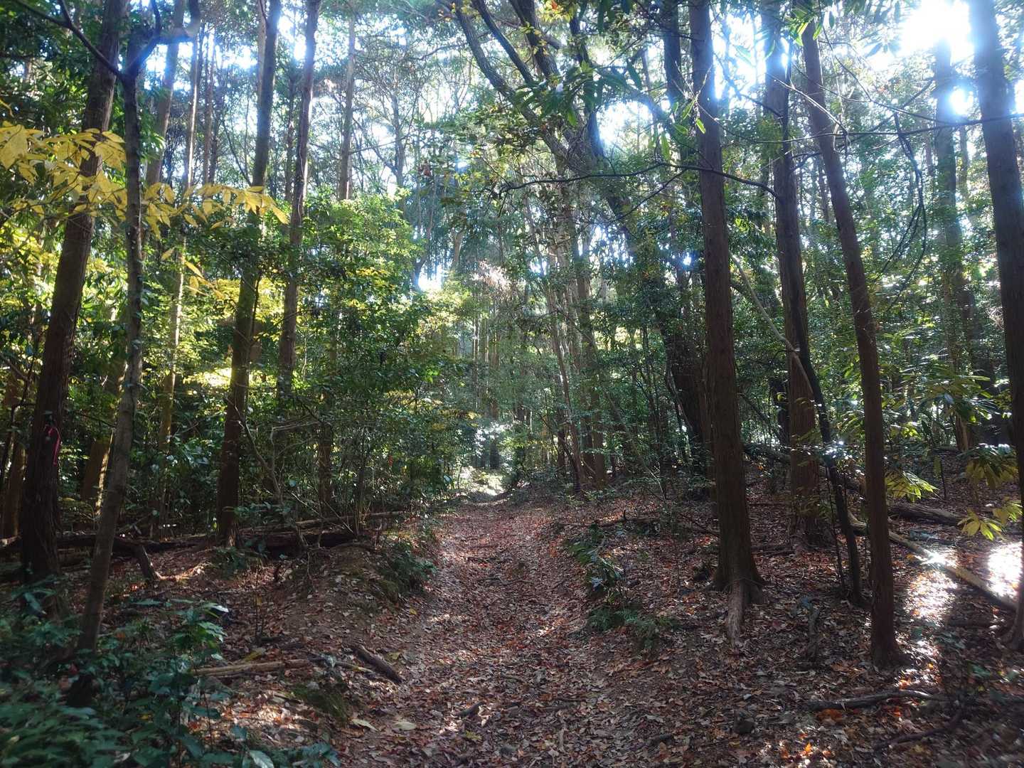 今回は初めての六嶽上宮登山口からのスタート！
気持ちの良い林道がお出迎え✨