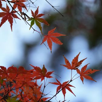 右斜めに並ぶ構図