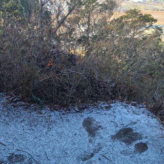 ここの足元にも少し雪