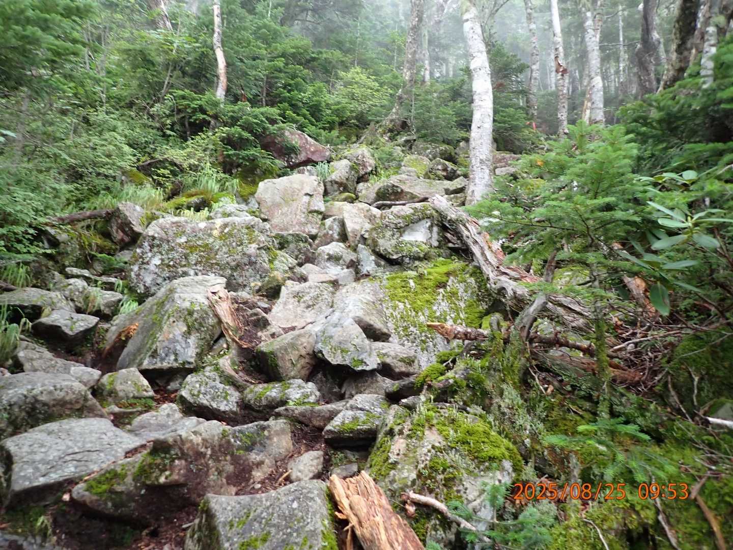 後ろ振り返る
奈良田からの登山だと､これをひたすら登り続けることになる、あー😩