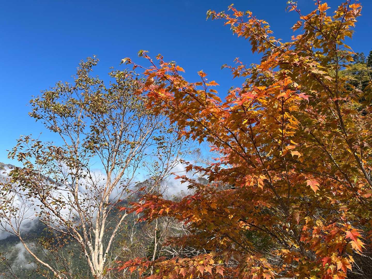 ダケカンバの白とカエデ🍁の赤黄