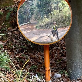 カーブミラーもあり