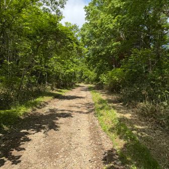山小屋までは林道歩き🚶
セミの声が聞こえて夏を感じますねー😁