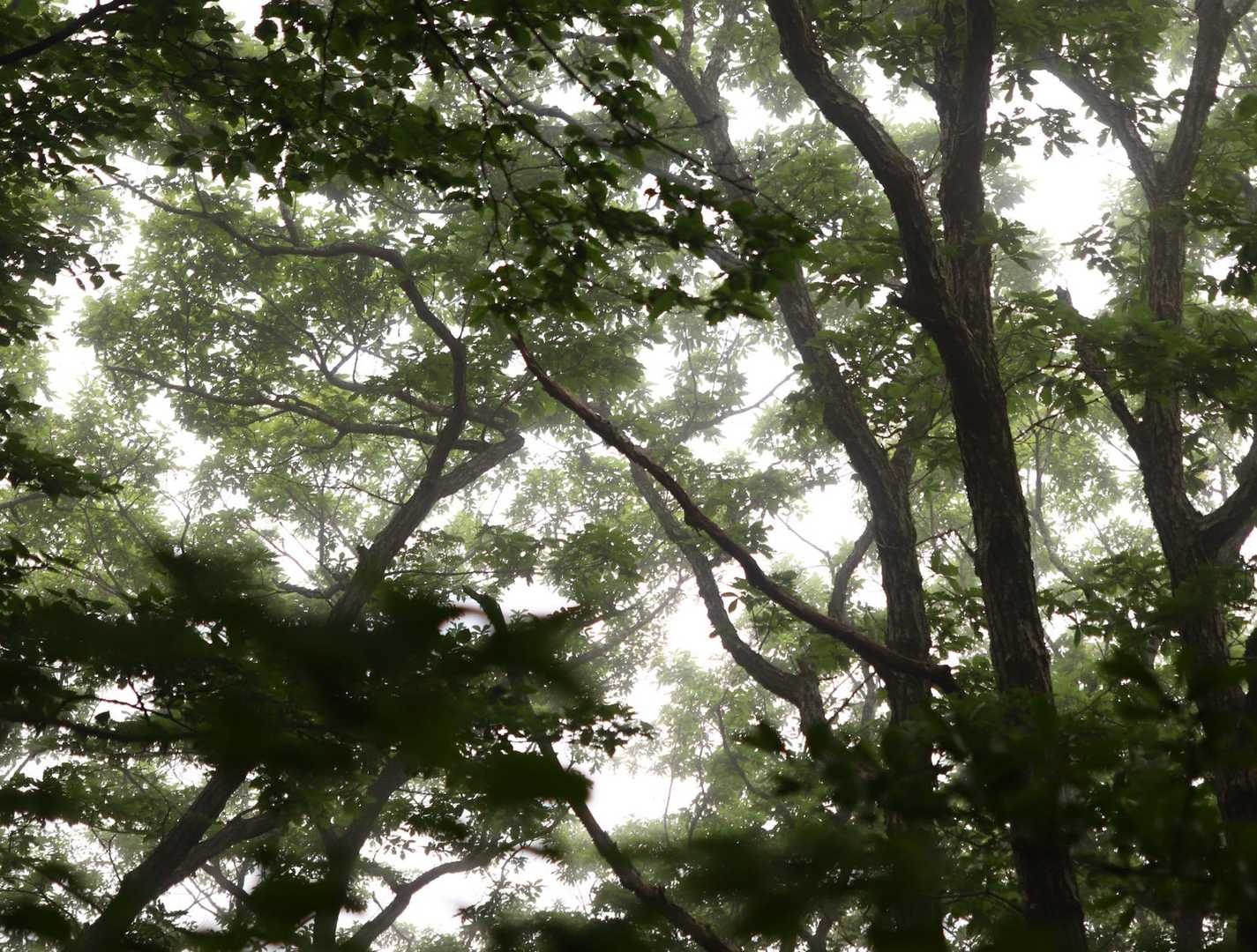 ミストが心地良い

この後急登きつくて写真なし😅