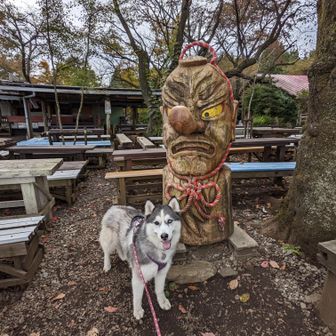 ハスキー犬とゆるゆる山歩