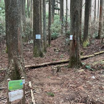 ここから樹林帯を歩いていきます