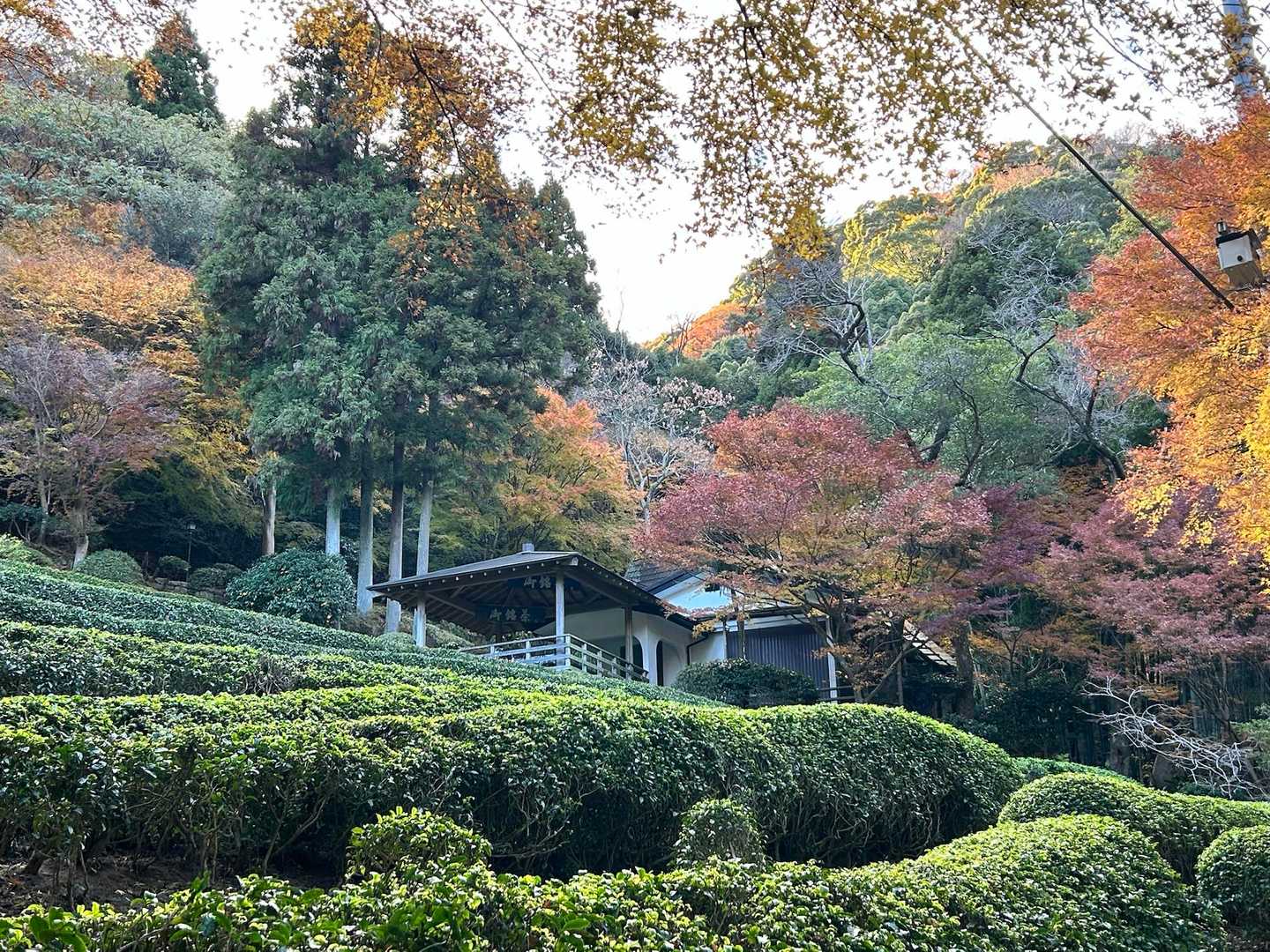 静香園さんで茶畑を眺めながらお茶🍵したい。土日のみの営業
