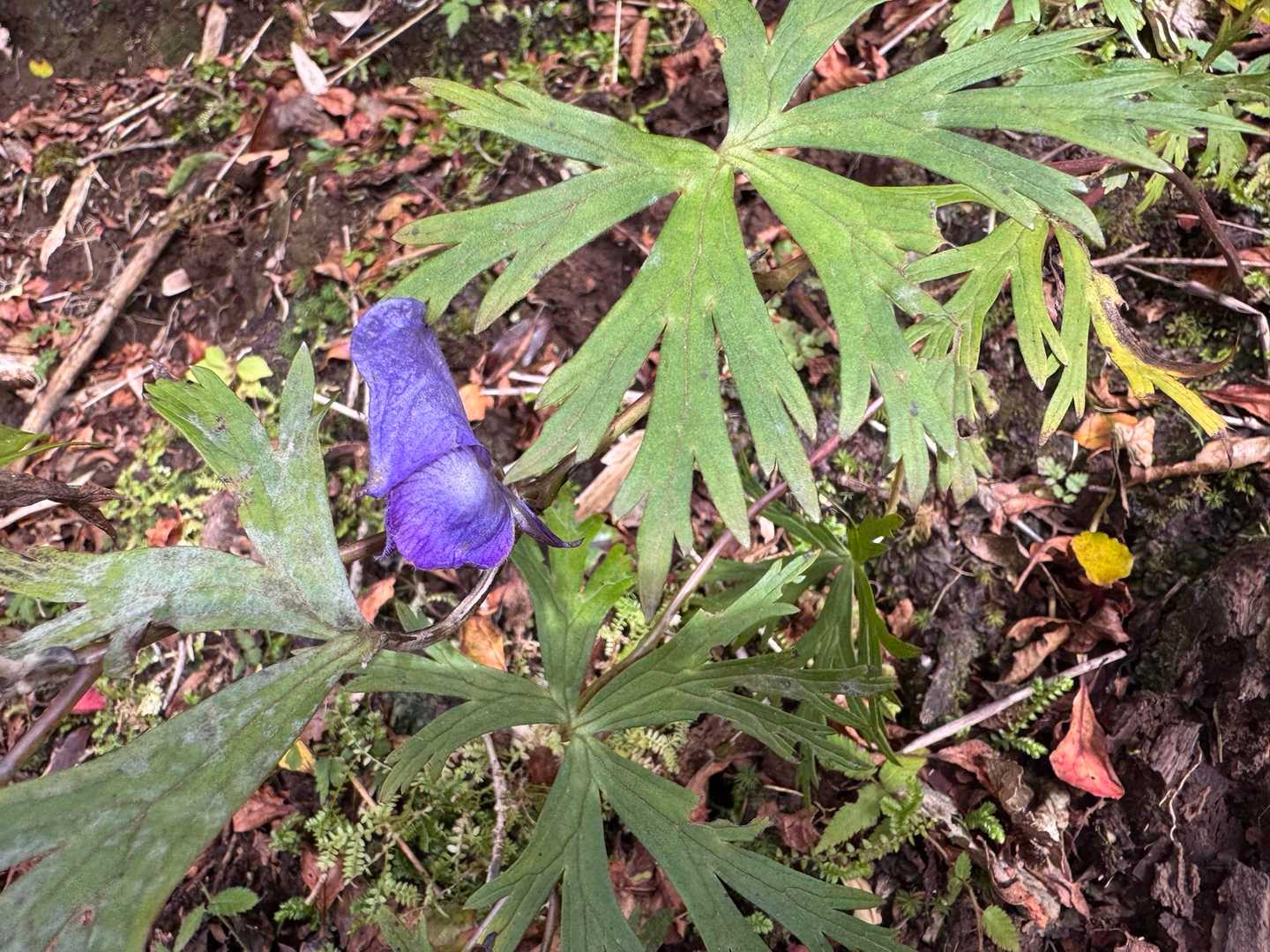 ハコネトリカブト💜
