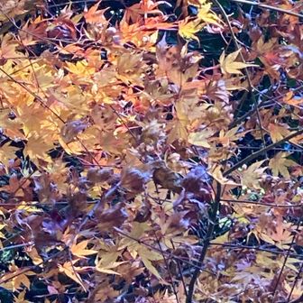 終盤のもみじ🍁