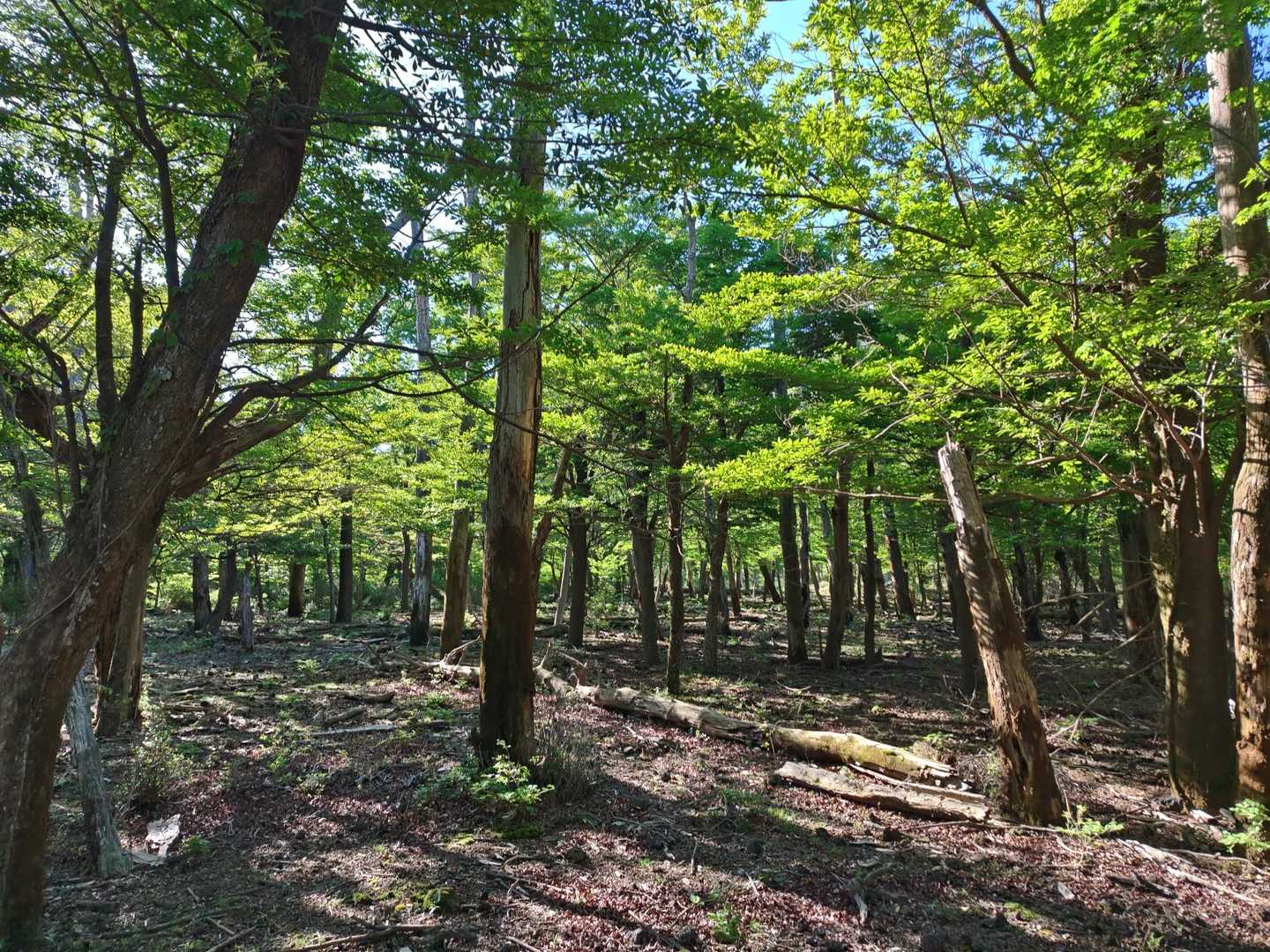 登山道からふと横に目をやると、これまたすてきな樹林帯🌿✨