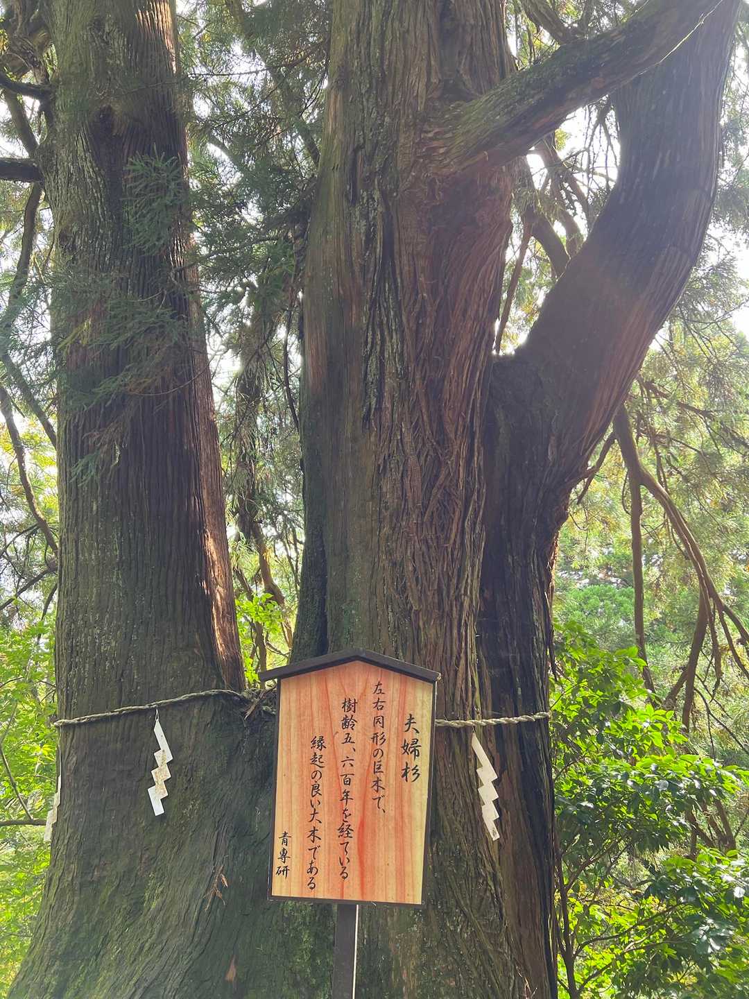 夫婦杉って、あちこちたくさんありますよね。
金剛山の方が大きいみたい。