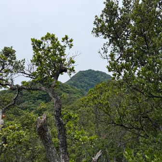これから向かう「鷲頭山」の頭も見えました。