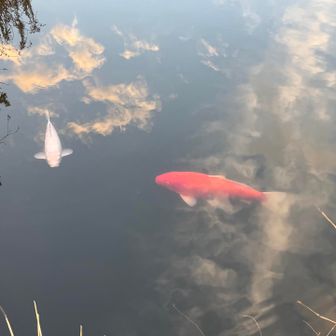 紅白❣️めでたいね㊗️