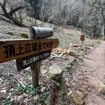 頂上広場まで45分！？
そんなにかかる💦💦
もっとサクッとと思っていたが…😅