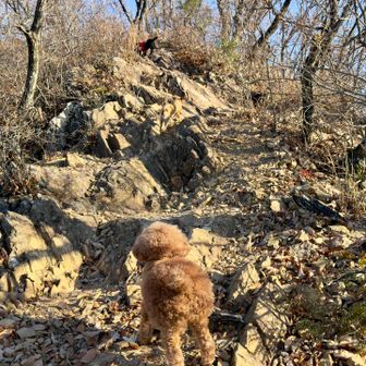 先に行っちゃったね🐕‍🦺
いつも側にいてくれて
ありがとう🐩