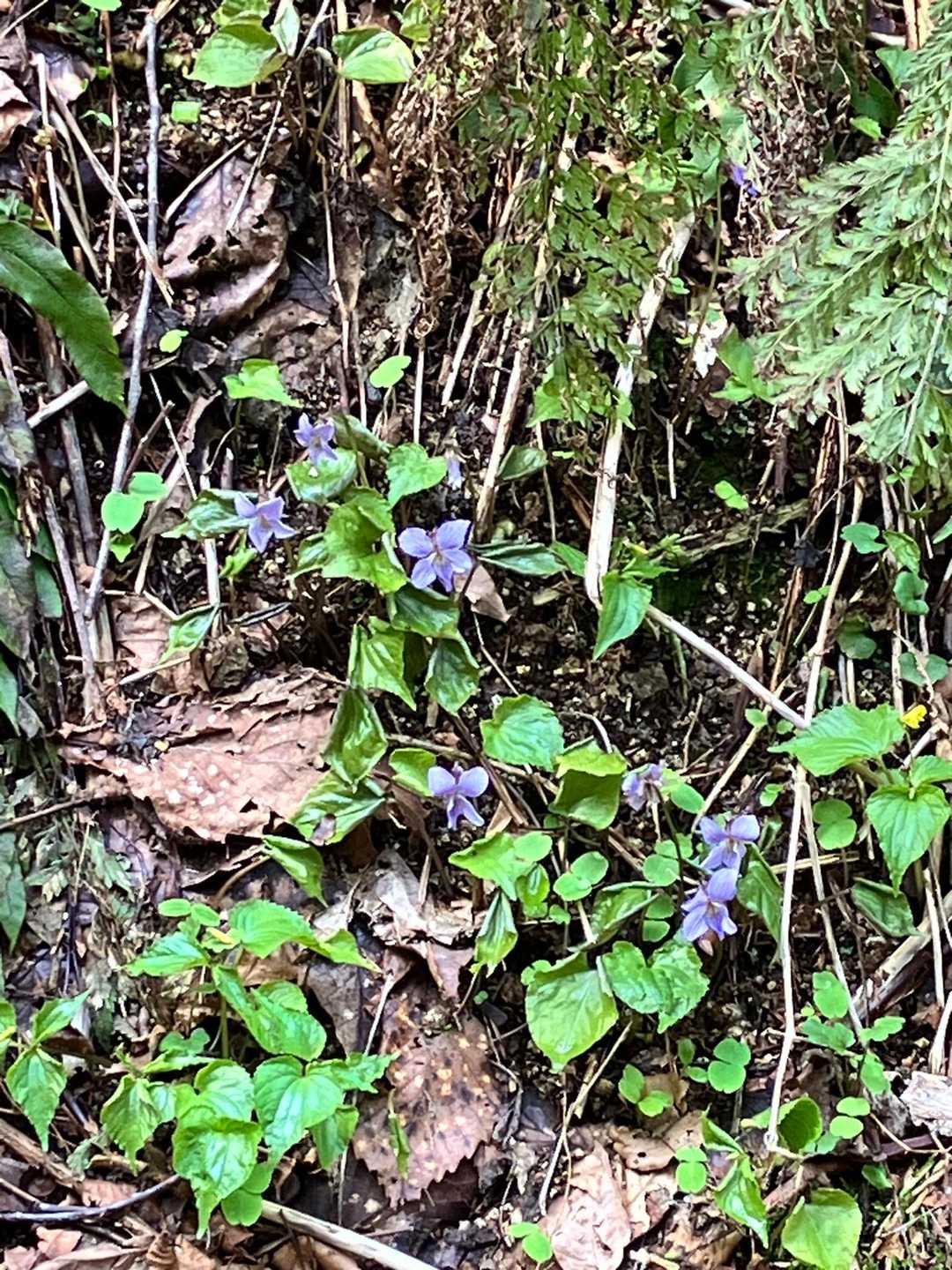桜公園登山口-大峰山 往復コースの写真