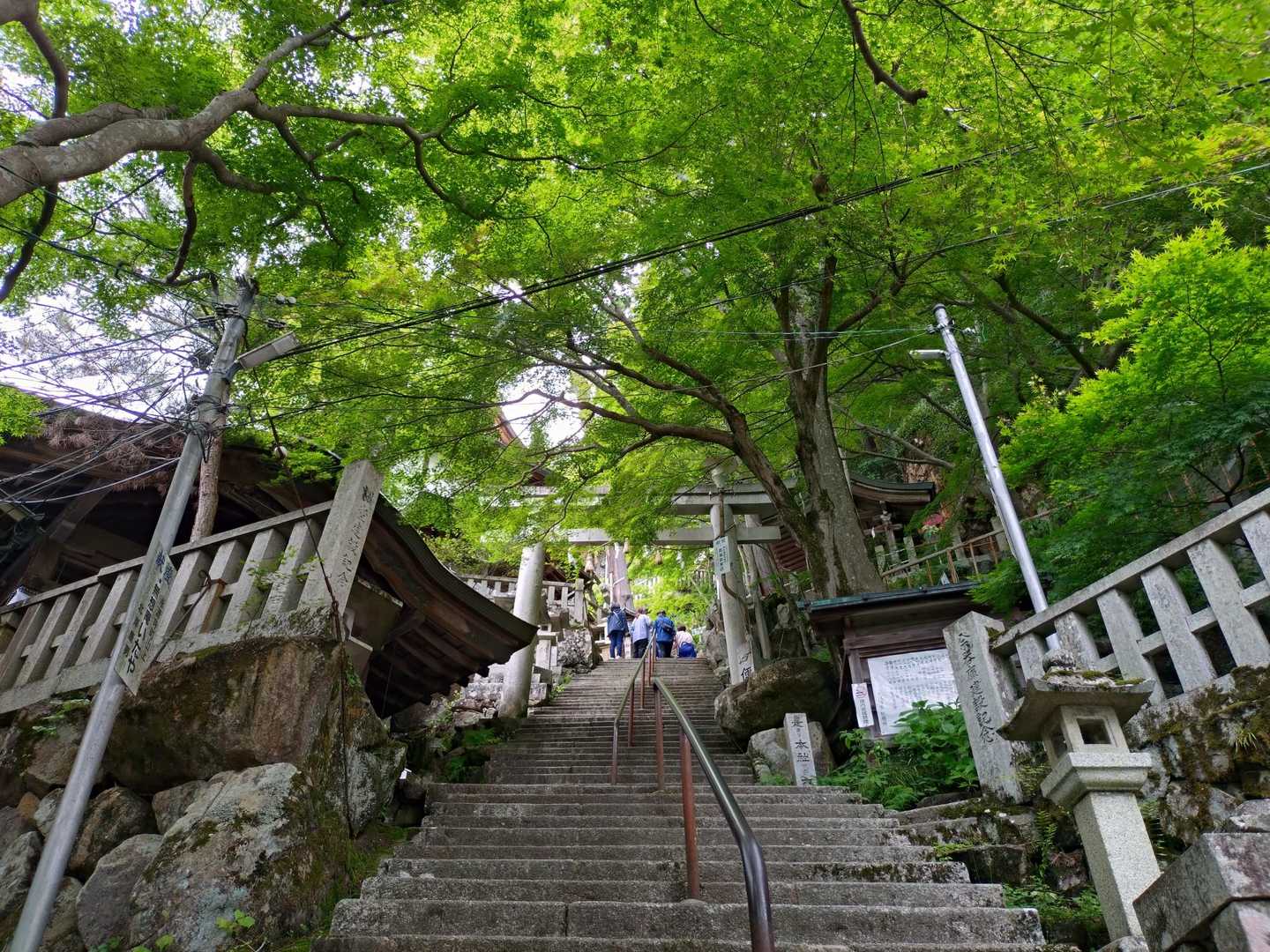 空は曇天でも新緑が美しい🌳✨