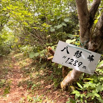 登山道にいきなり山名板
ここが八形峰