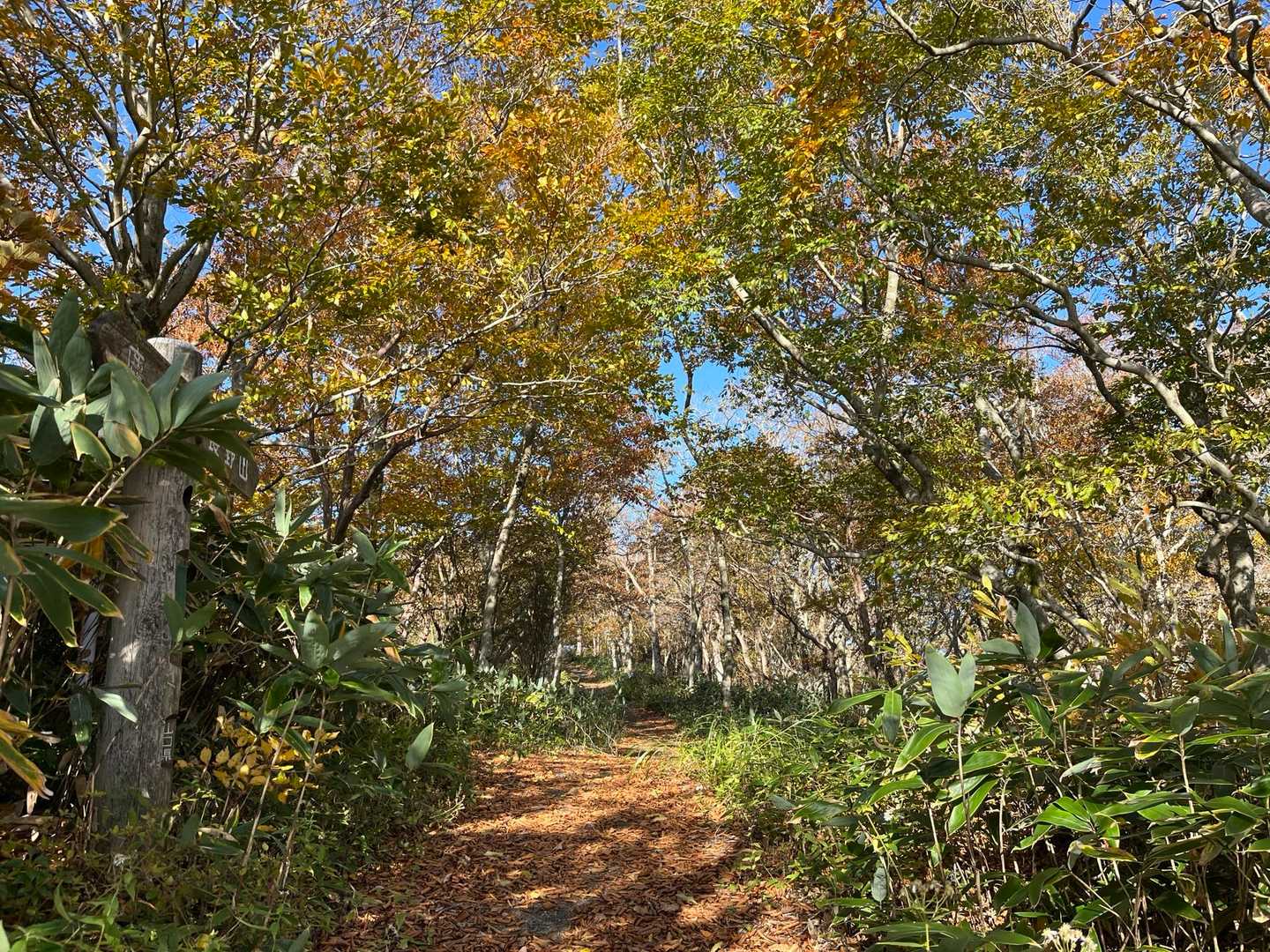 紅葉もほぼなし、ここぐらい