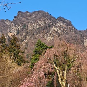 神社入口から、しだれ桜が咲いてます