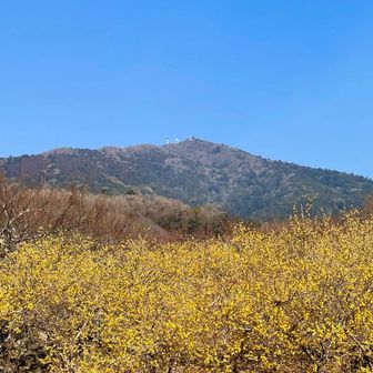 蝋梅🌼と筑波男体山✌️
ネットニュースで見頃の記事が出てました👌