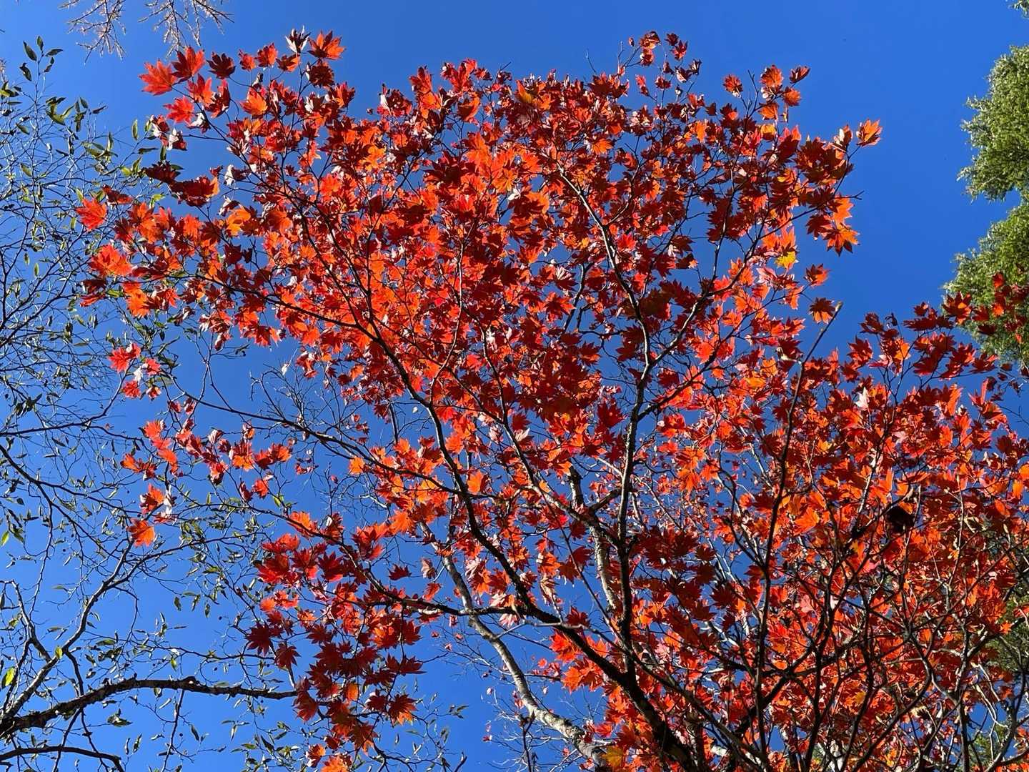青に赤🍁✨
今日一番の赤撮れた(๑˃̵ᴗ˂̵)و 