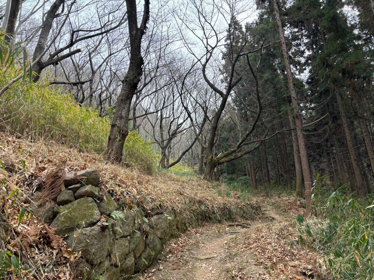 この先が水仙郷